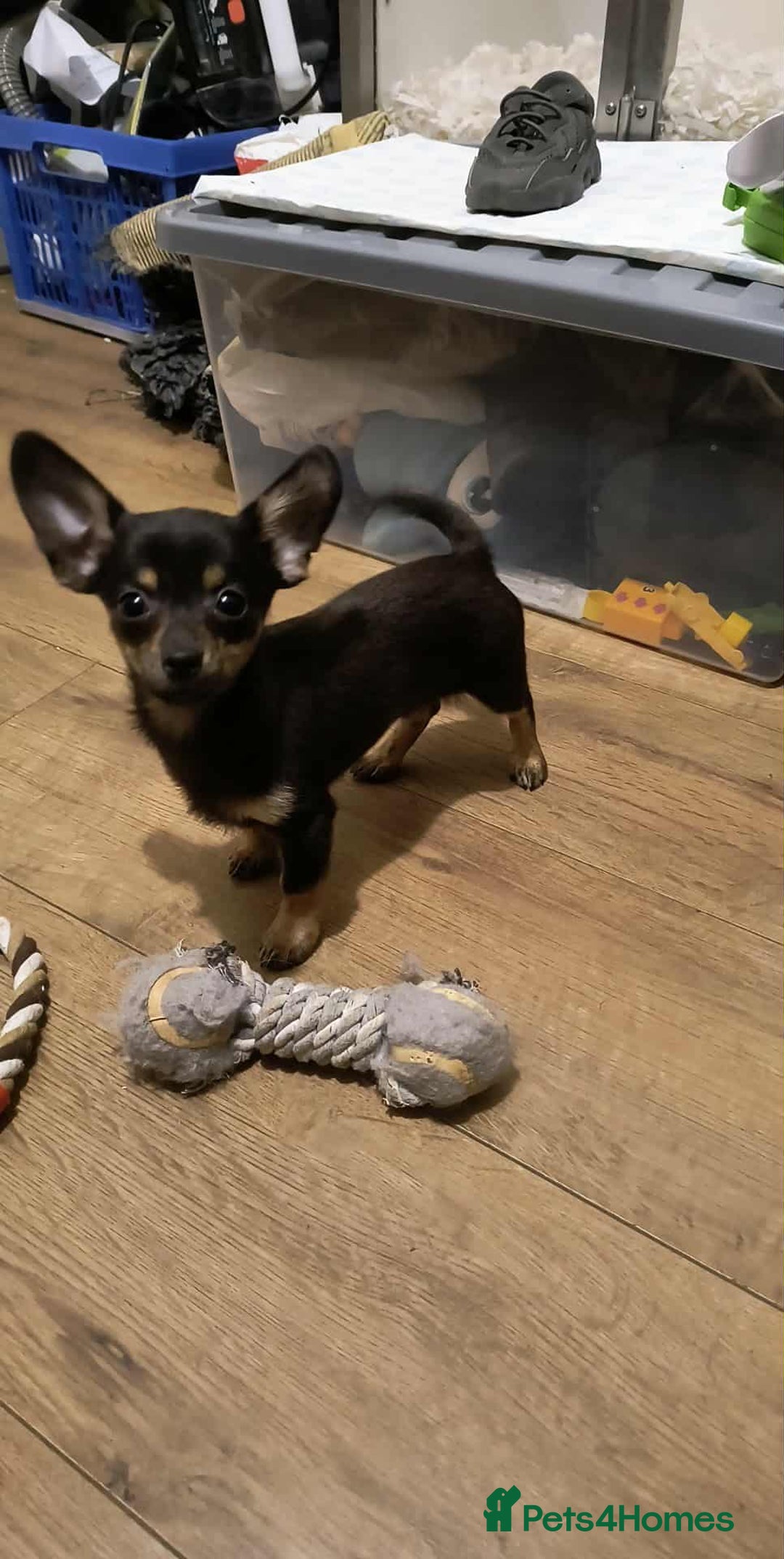 Mixed Breed dogs for sale: Pomweenies 💕💕 - Advert 2