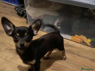 Mixed Breed dogs - Advert 2