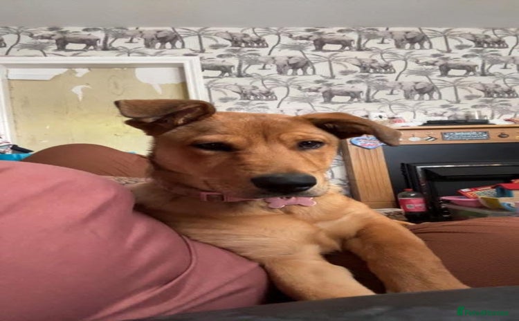 Mixed Breed dogs - Advert 1