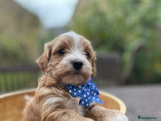 Maltipoo dogs - Advert 6