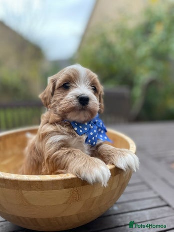 Maltipoo dogs - Advert 16