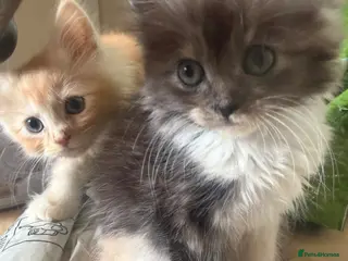 Maine Coon cats Maincoon X Ragdoll Ragcoons 3 months old - Advert 6