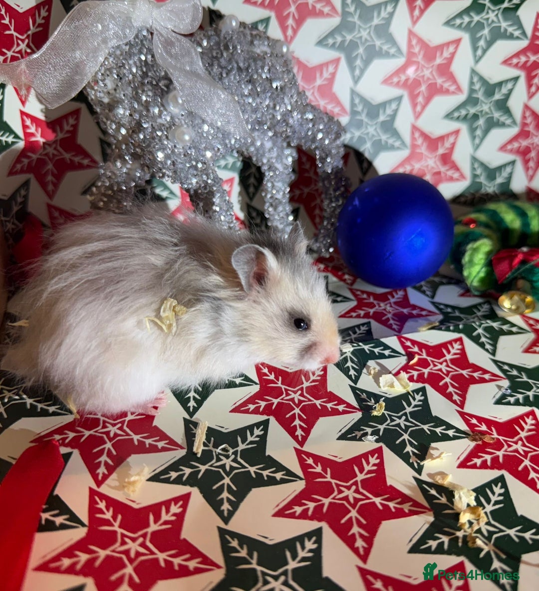 Hamster rodents for sale: Baby hamsters for sale - Advert 3