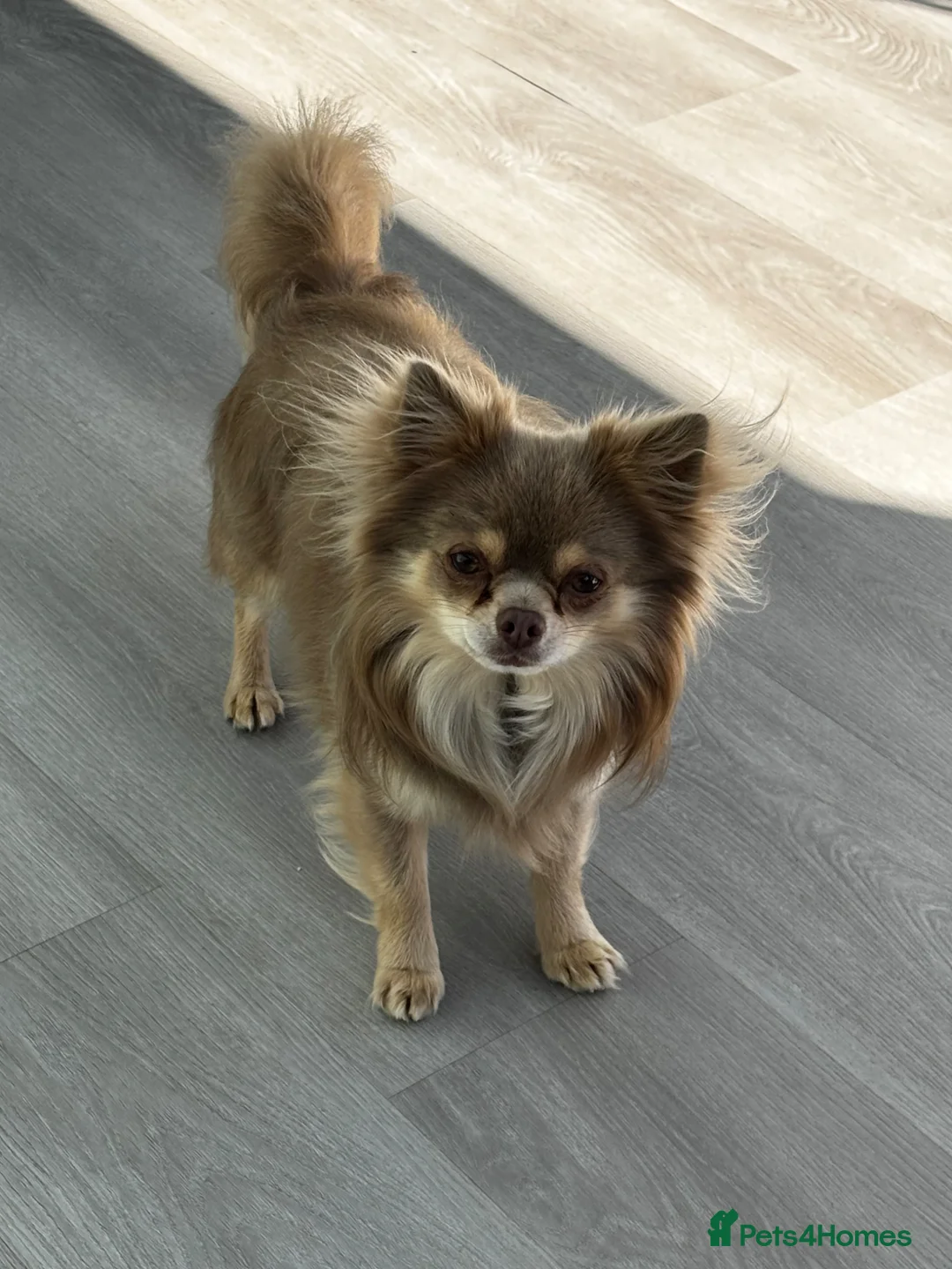Chihuahua dogs for stud: Beautiful long haired lilac stud Alfie in Hayling Island - Advert 5