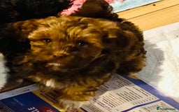 Mixed Breed dogs for sale: 🌟BUNDLES OF JOY 🐶 SUPER CUTE MALSHIPOO PUPS - Image 6