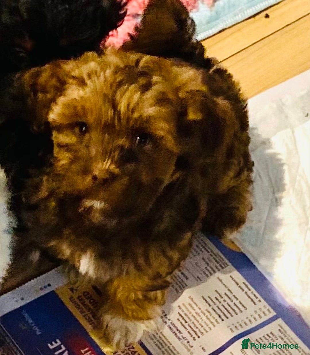 Mixed Breed dogs for sale: 🌟BUNDLES OF JOY 🐶 SUPER CUTE MALSHIPOO PUPS - Image 6