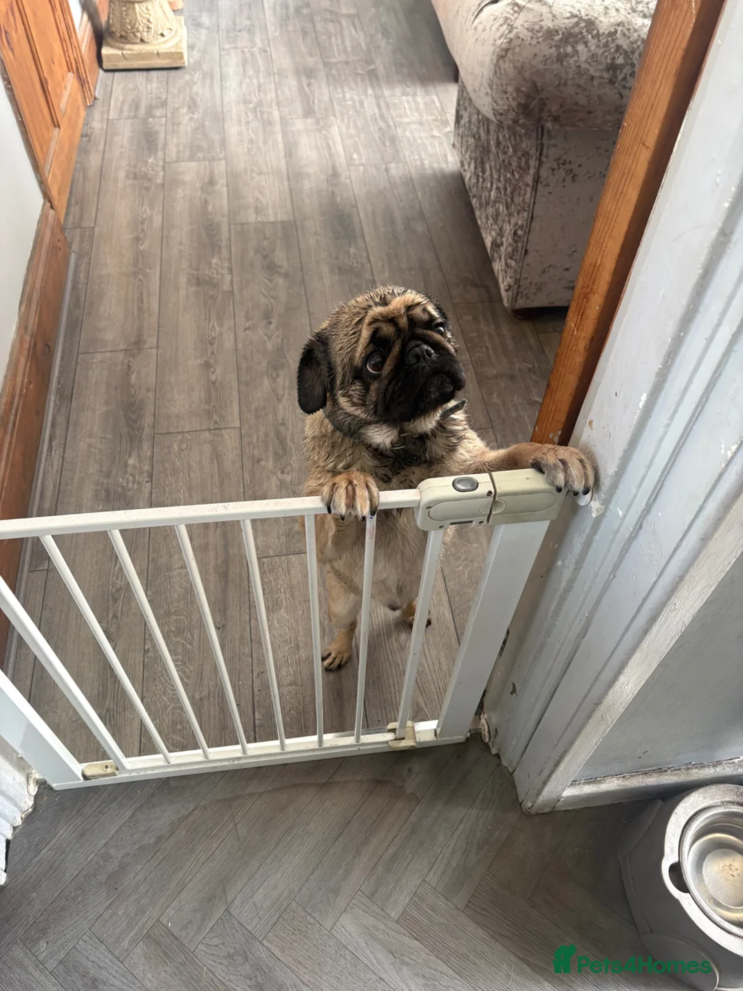 Pug dogs for sale: 3 year old pug for sale  in Pontefract - Advert 5