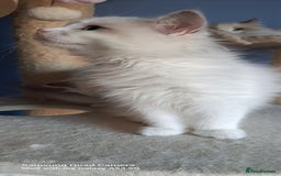 Ragdoll cats for sale: GCCF reg Ragdoll kittens  - Image 11