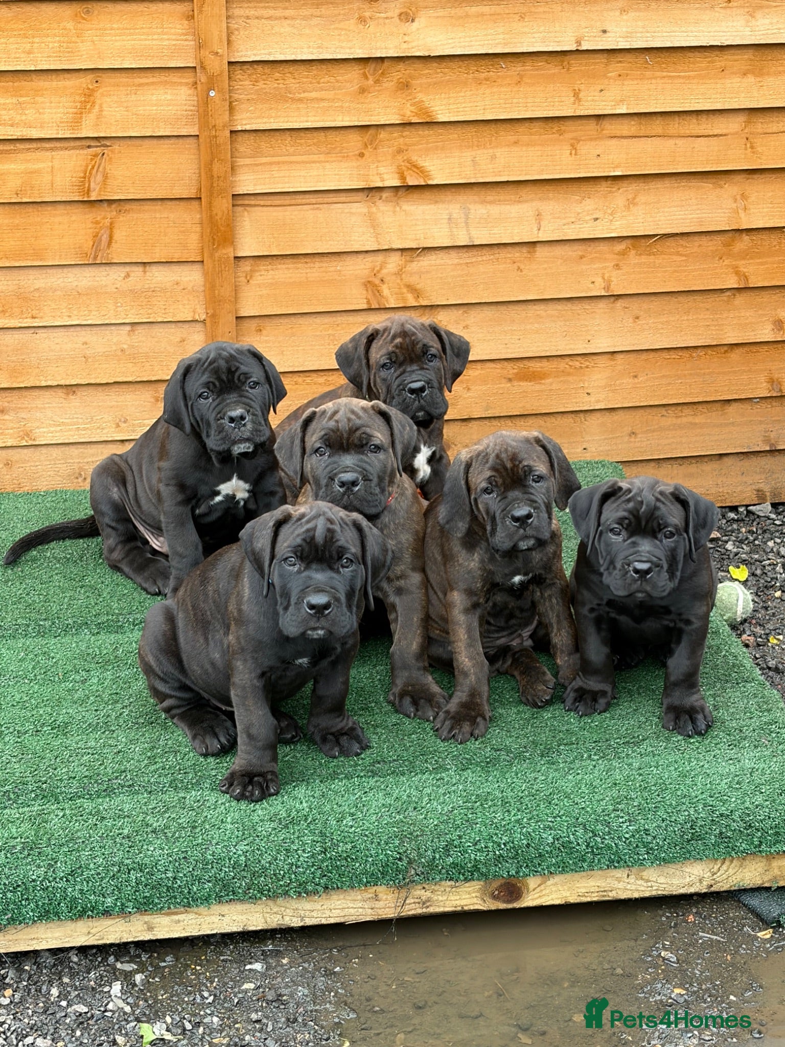 Mixed Breed dogs Cane Corso x Dogue de Bordeaux READY NOW - Advert 1