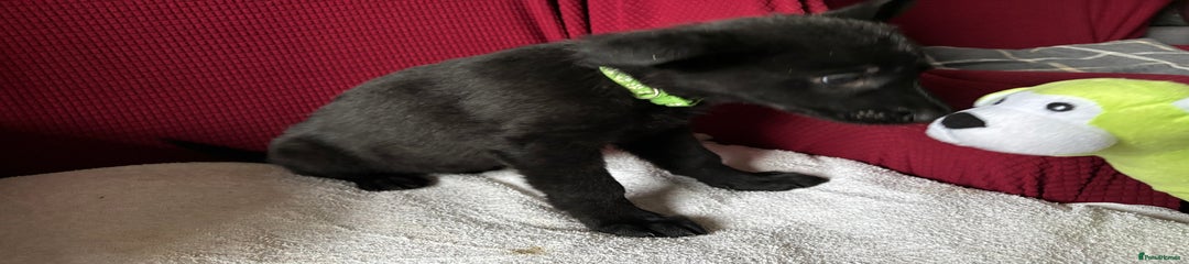 German Shepherd Puppy 5