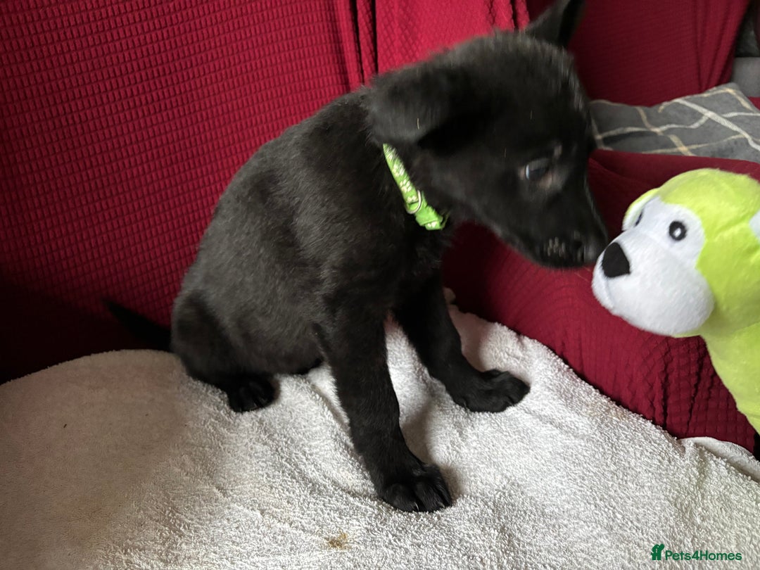German Shepherd dogs for sale: Beautiful Black German Shepherd Puppies - Image 8