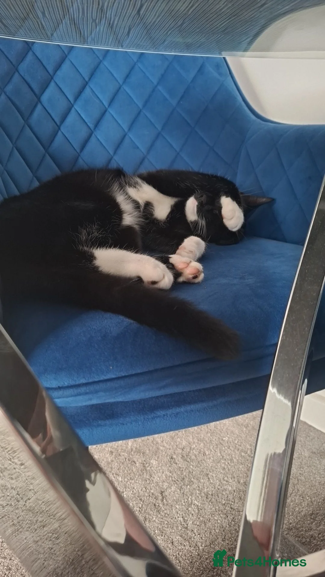 Mixed Breed cats for sale: Rehome, 1 year old in Burnley - Advert 2