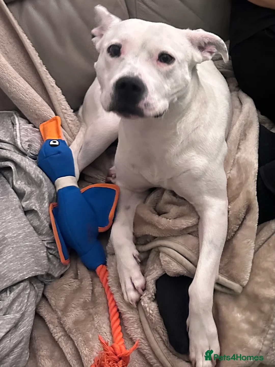 Mixed Breed dogs for sale: Daphne  - Advert 7