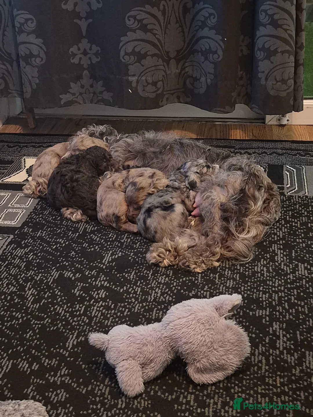 Cockapoo dogs for sale: F2 Cockapoo puppies  - Advert 9