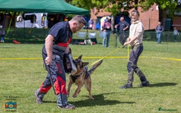 German Shepherd dogs for sale: Last stunning male puppy available  - Image 17