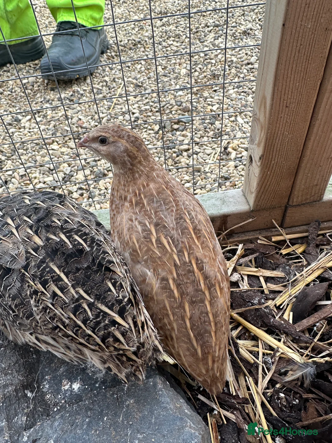 Quail poultry for sale: 3 x female quails  in Northampton - Advert 1