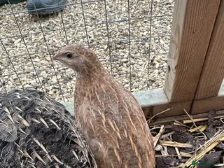 Quail poultry 3 x female quails in Northampton - Advert 1
