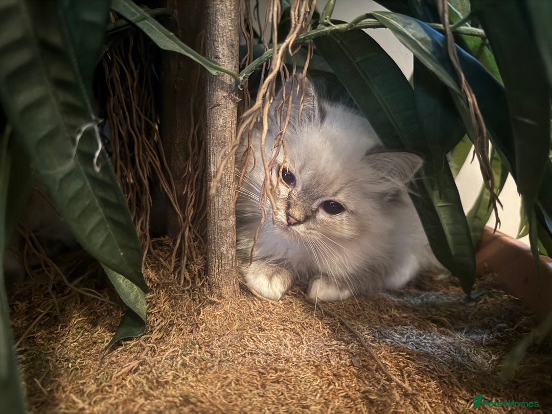Ragdoll cats for sale: 🚨 Gorgeous, pedigree Ragdoll Puffballs! 🚨  - Image 8