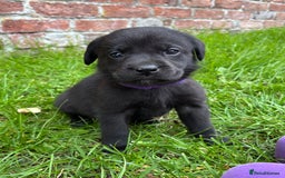 Labrador Retriever dogs for sale: Stunning Black Labrador Puppies KC Parents  - Image 17