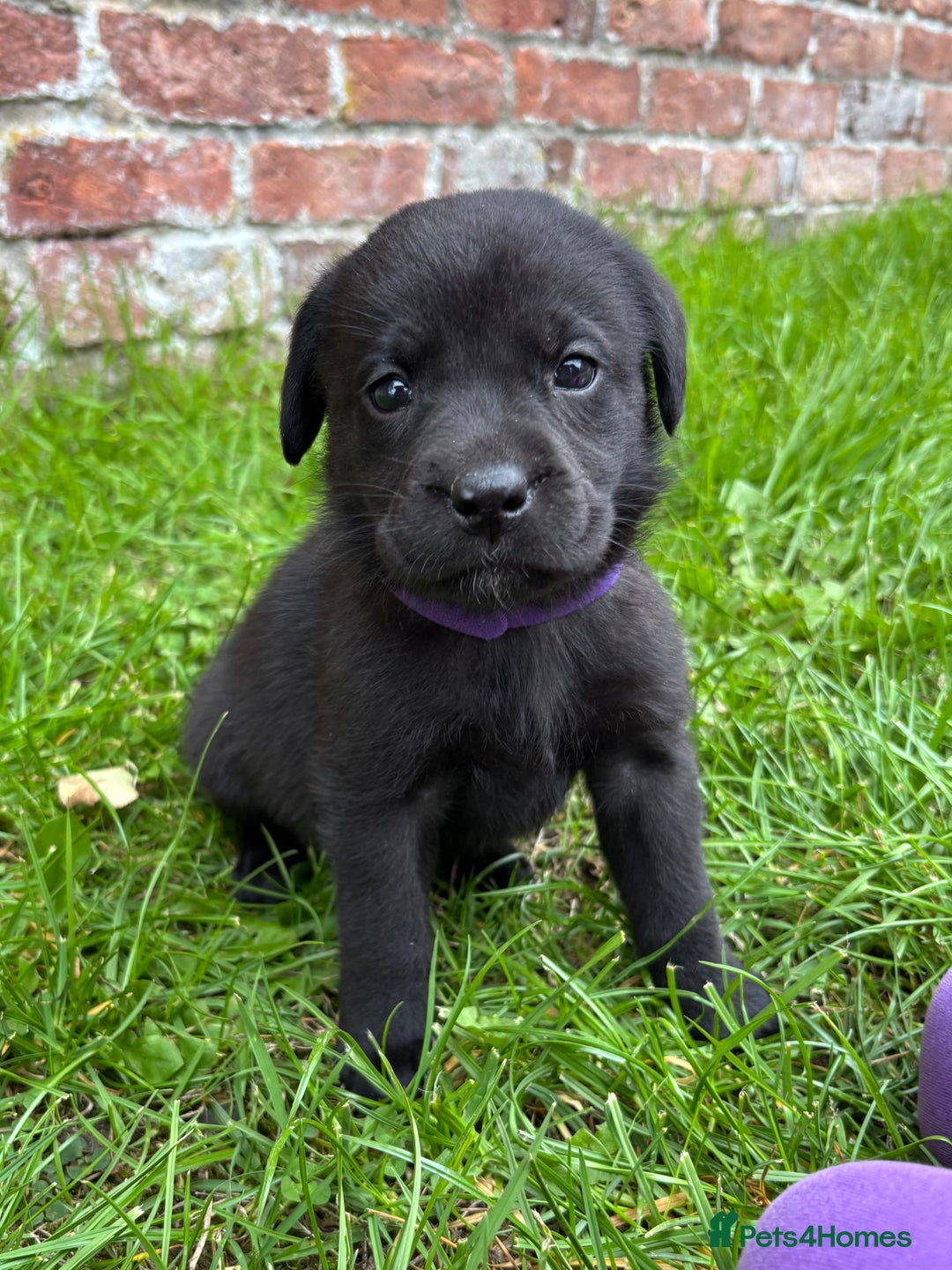 Labrador Retriever dogs for sale: Stunning Black Labrador Puppies KC Parents  - Image 17