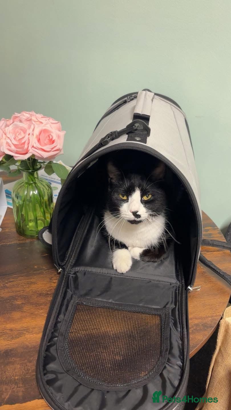 British Shorthair cats Ready to go to a loved home - FREE - Advert 1