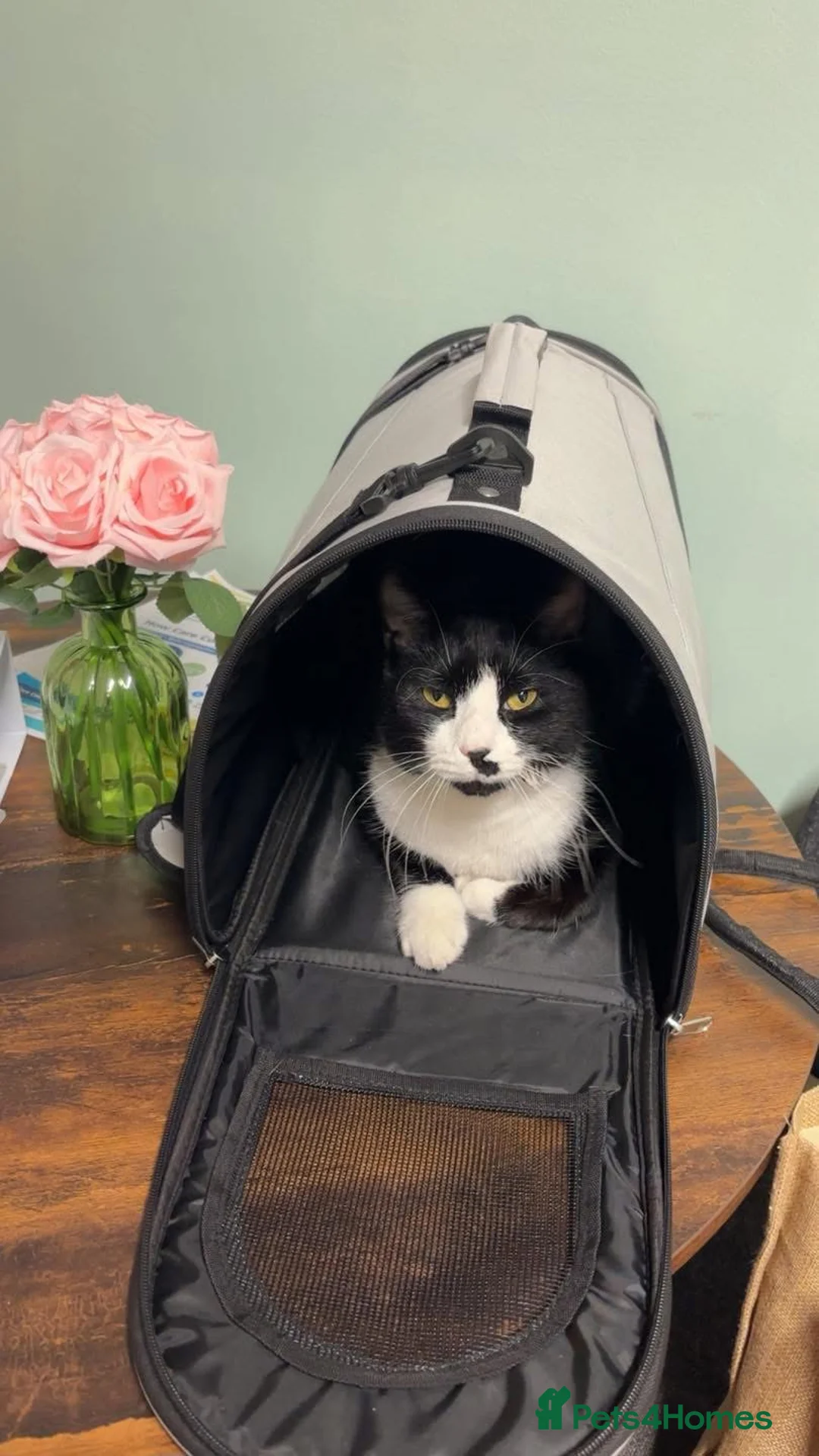 British Shorthair cats for sale: Ready to go to a loved home - FREE in Lytham Saint Annes - Advert 1