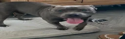 Mixed Breed dogs for sale: Pocket Bully X English Mastiff 1 year old  - Advert 4
