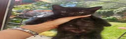Mixed Breed cats for sale: Ragdoll x British short hair  - Advert 4