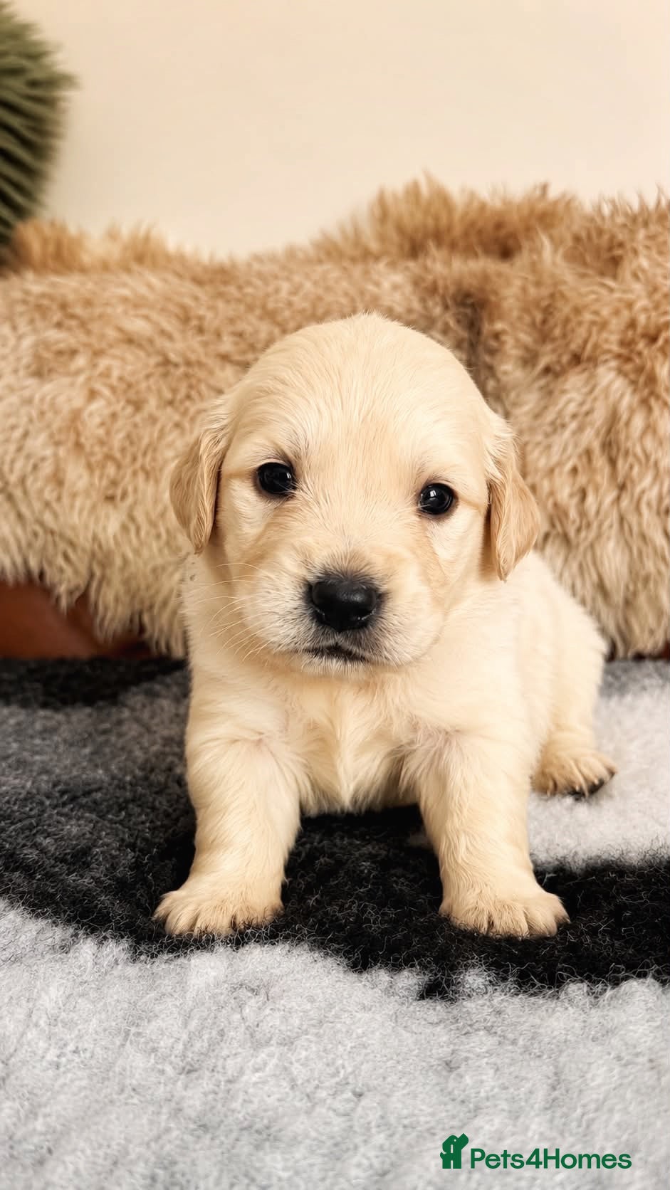Golden Retriever dogs Exceptional Golden Retriever Puppies 🐾 - Advert 1