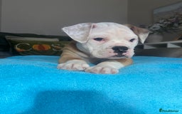 Alapaha Blue Blood Bulldog dogs for sale: Beautiful Alapaha blue bulldogs  - Image 3