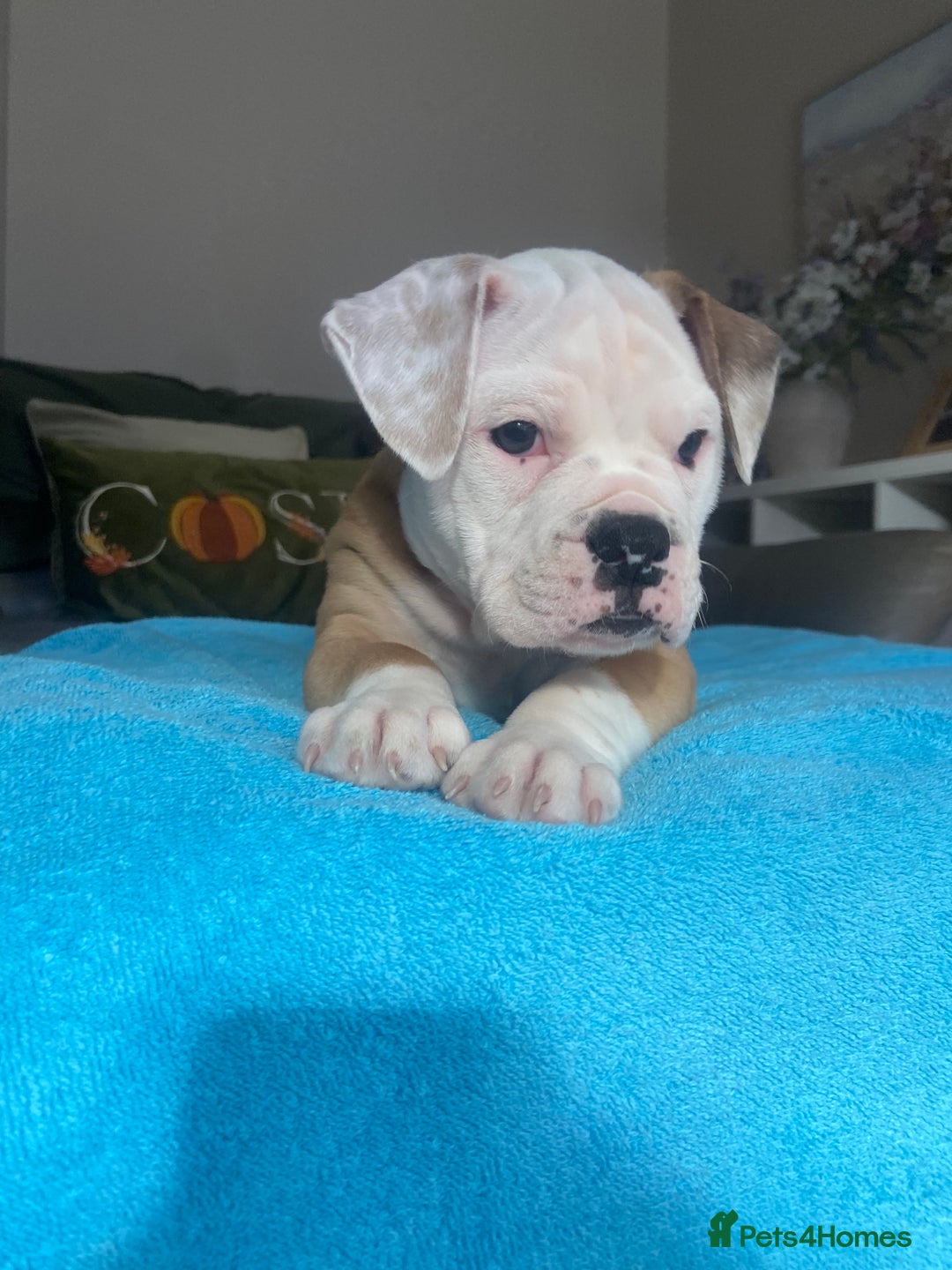 Alapaha Blue Blood Bulldog dogs for sale: Beautiful Alapaha blue bulldogs  - Image 3
