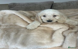 Cockapoo dogs for sale: Adorable F1 cockapoo puppies  - Image 5