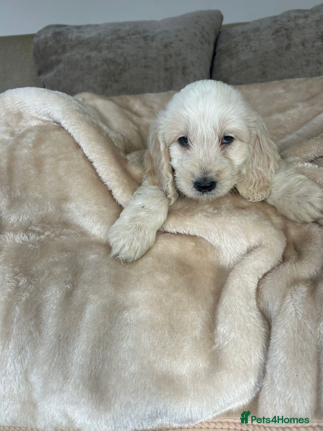 Cockapoo dogs for sale: Adorable F1 cockapoo puppies  - Image 5