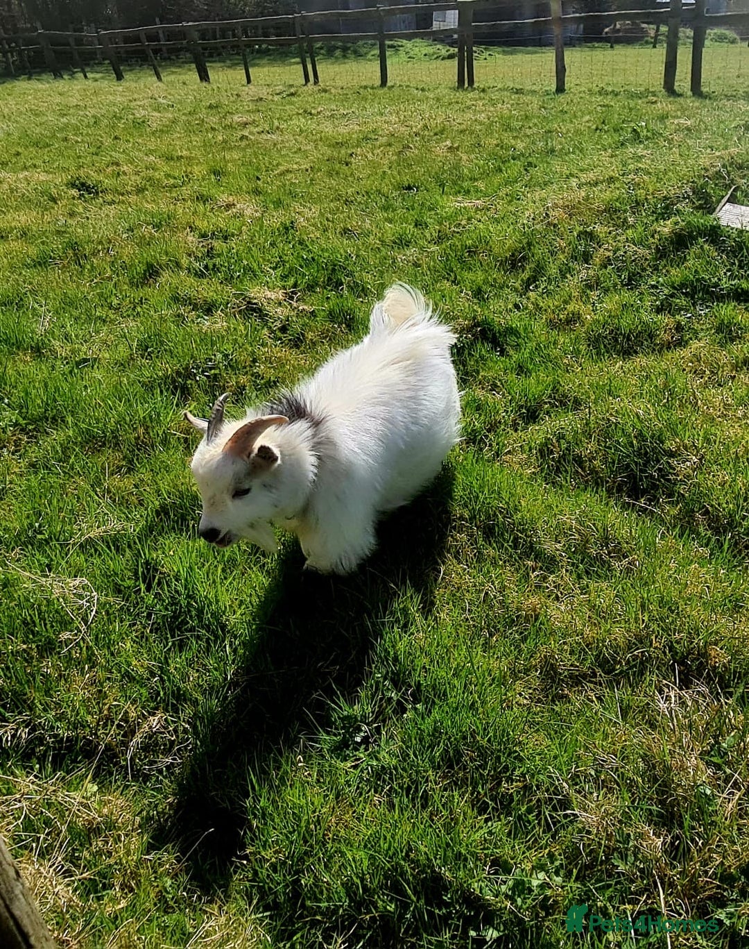 Goats livestock for sale: Registered Pygmy Billy Goat - Advert 2