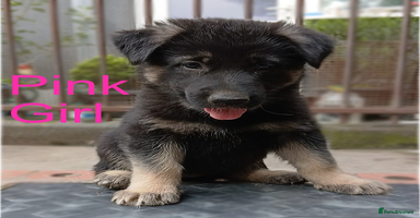 German Shepherd dogs - Advert 2