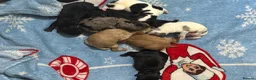 Mixed Breed dogs for sale: 🐶 🐾 Beautiful Cavapoochon Puppies 🐾 - Advert 35