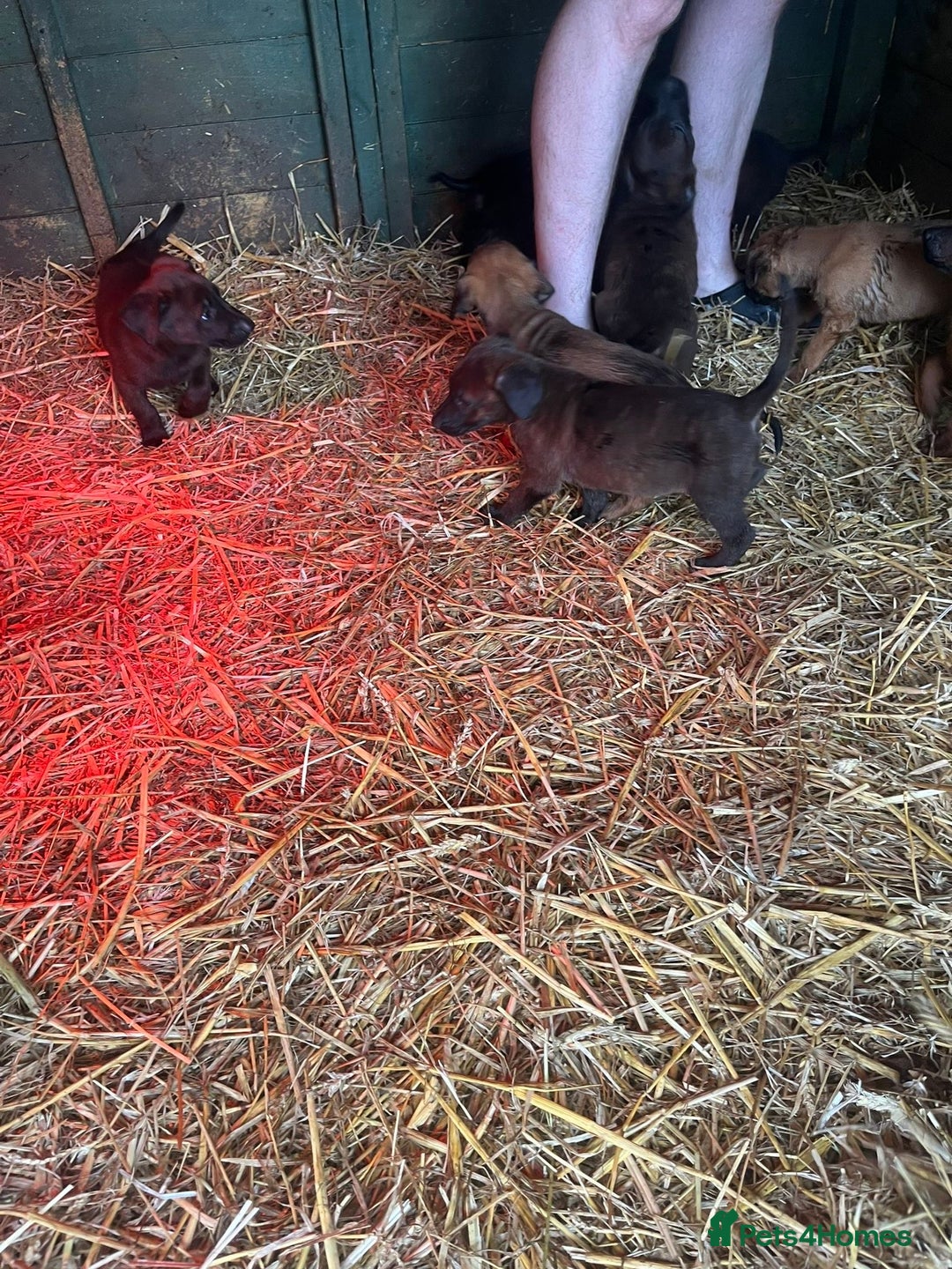 Belgian Shepherd Dog dogs for sale: Litter  - Image 5