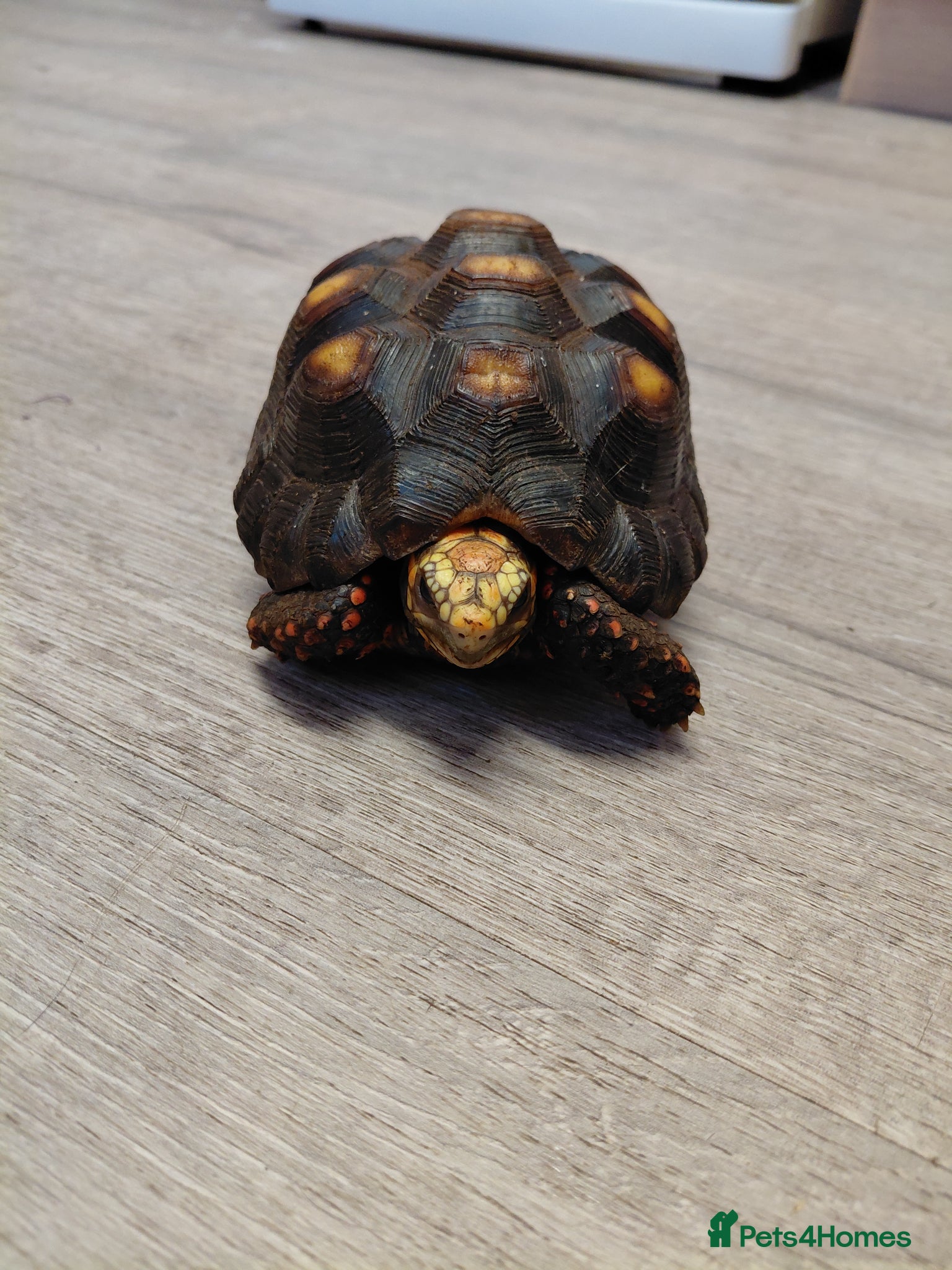 Tortoise reptiles for sale: Redfoot tortoise in Wakefield - Advert 2
