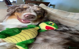 Border Collie dogs for stud: PROVEN STUD AVAILABLE (KC REG) - Image 2