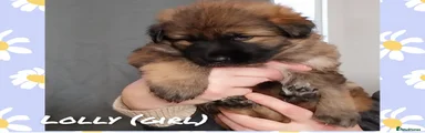 German Shepherd - Lolly