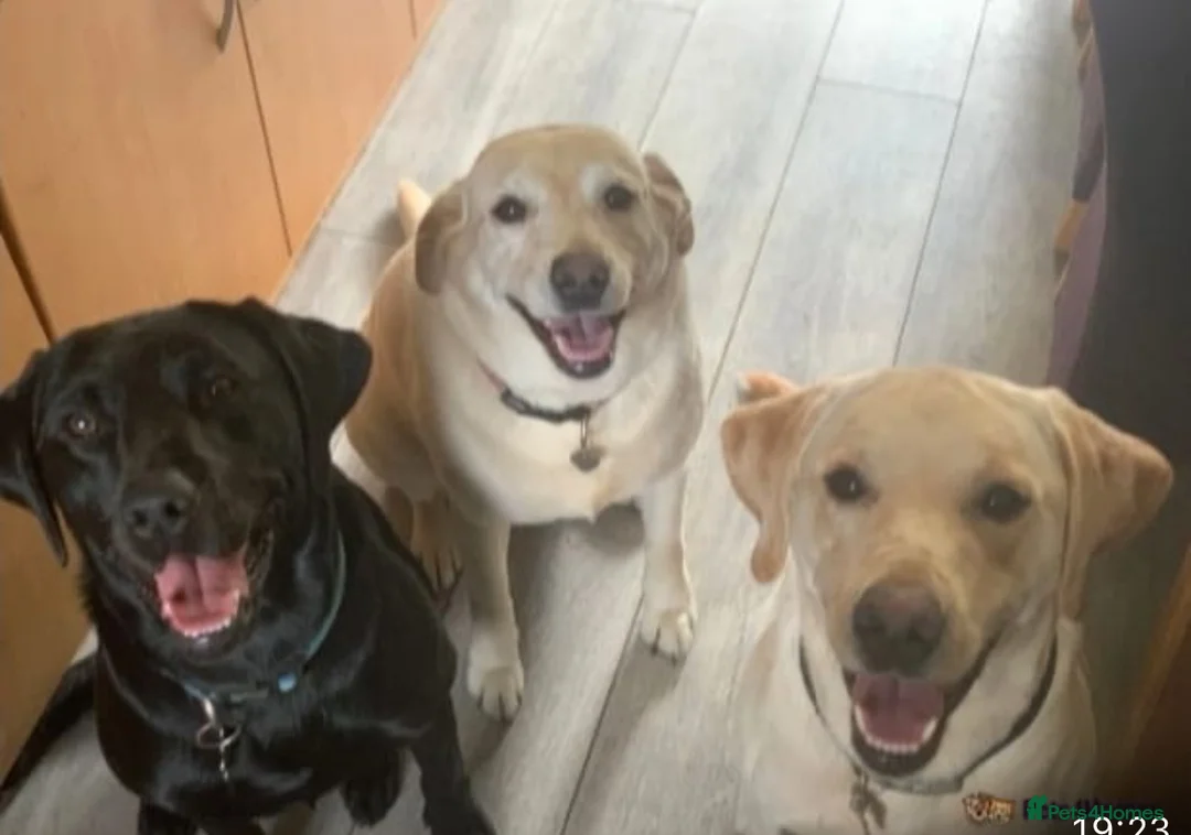 Labrador Retriever dogs for stud: 🐶✨KC reg handsome boy for stud✨🐶 in Blackburn - Advert 5