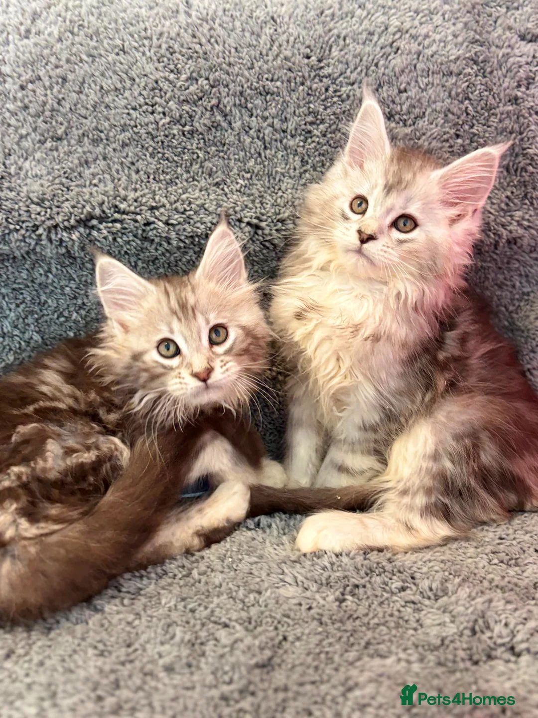Maine Coon cats for sale: Maine coon kittens silver tabby ready now in Swansea - Advert 3