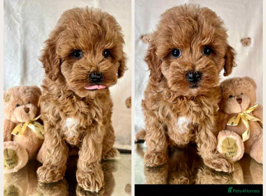 Cavapoo dogs for sale: Cavapoo Puppies known for there tight Curley coats - Advert 3