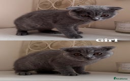 Scottish Fold cats for sale: Ready to GO Scottish fold kittens - Image 4