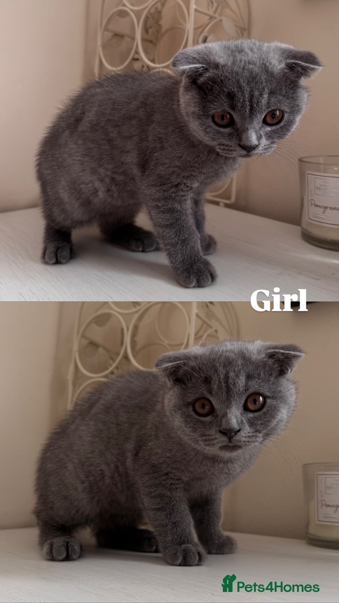 Scottish Fold cats for sale: Ready to GO Scottish fold kittens - Image 4