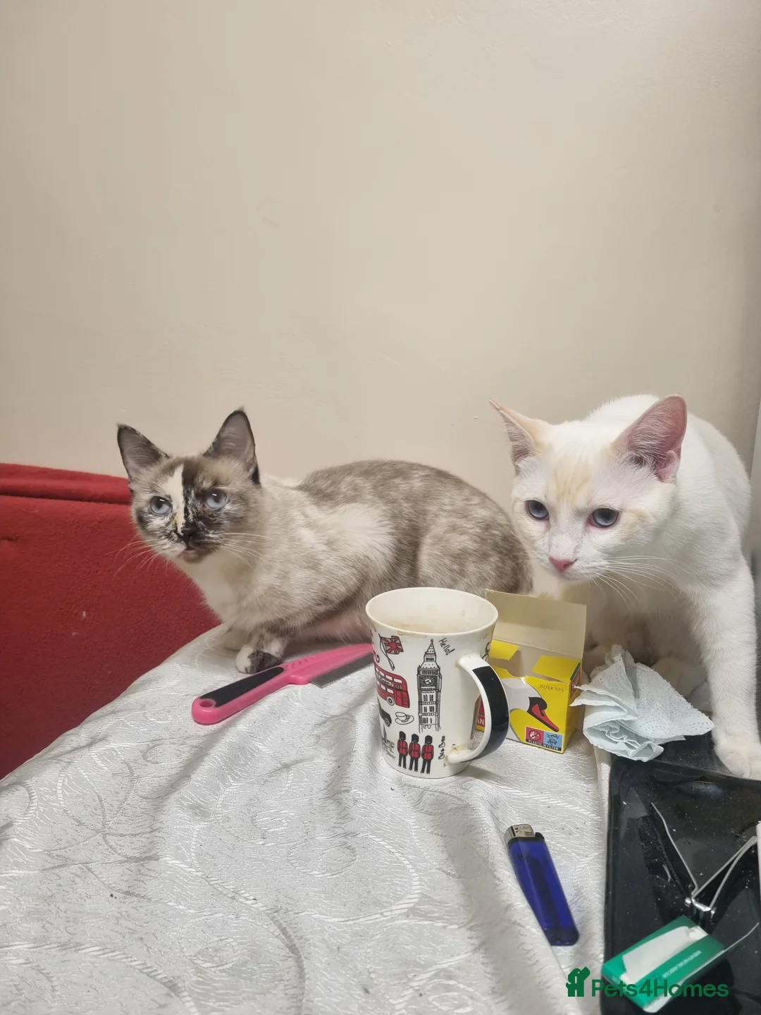 Siamese cats for sale: Flame point siamese  - Advert 2