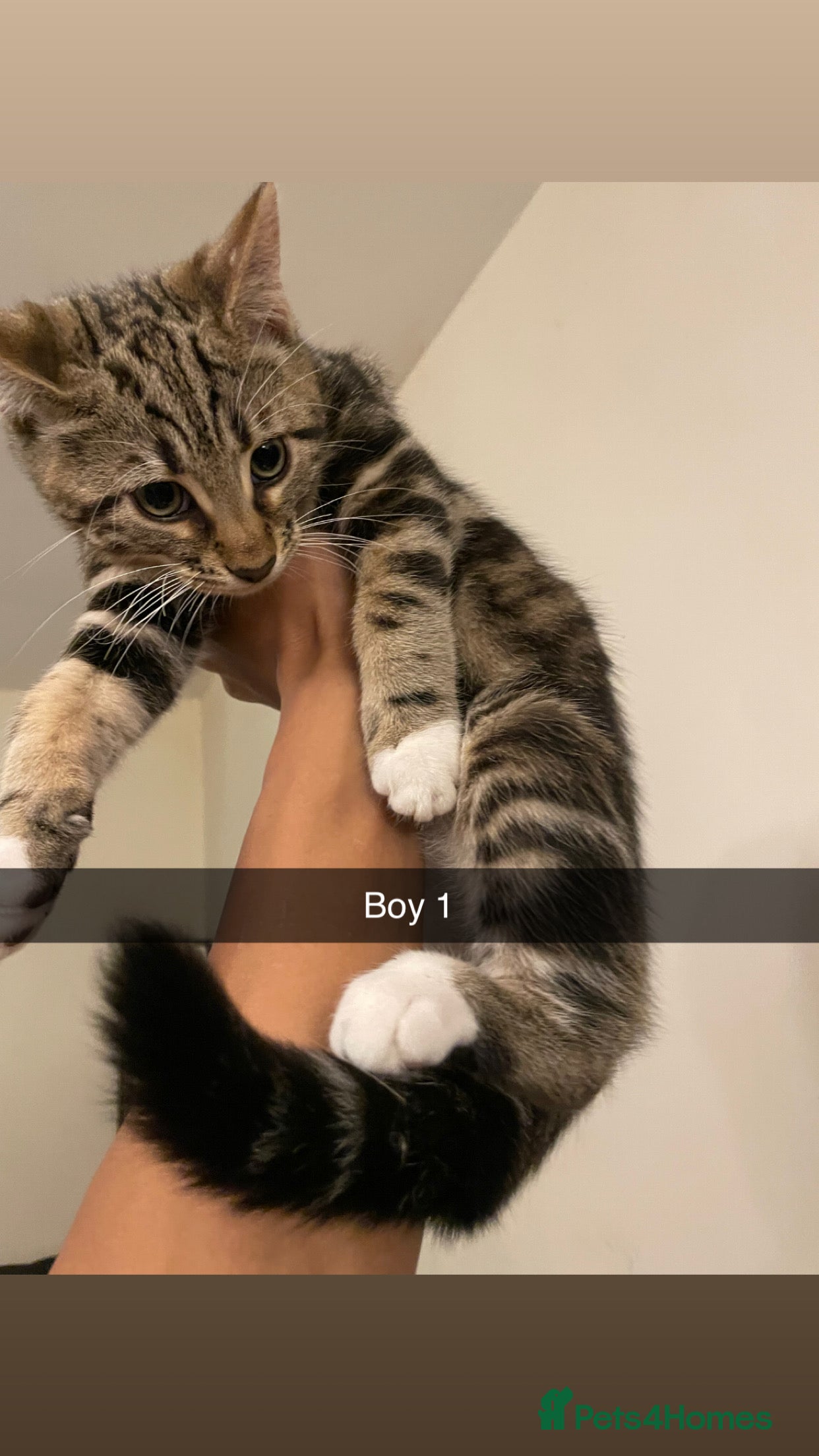 Mixed Breed cats KITTENS FOR SALE SOUTH LONDON - Advert 7