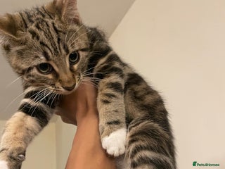 Mixed Breed cats KITTENS FOR SALE SOUTH LONDON - Advert 4