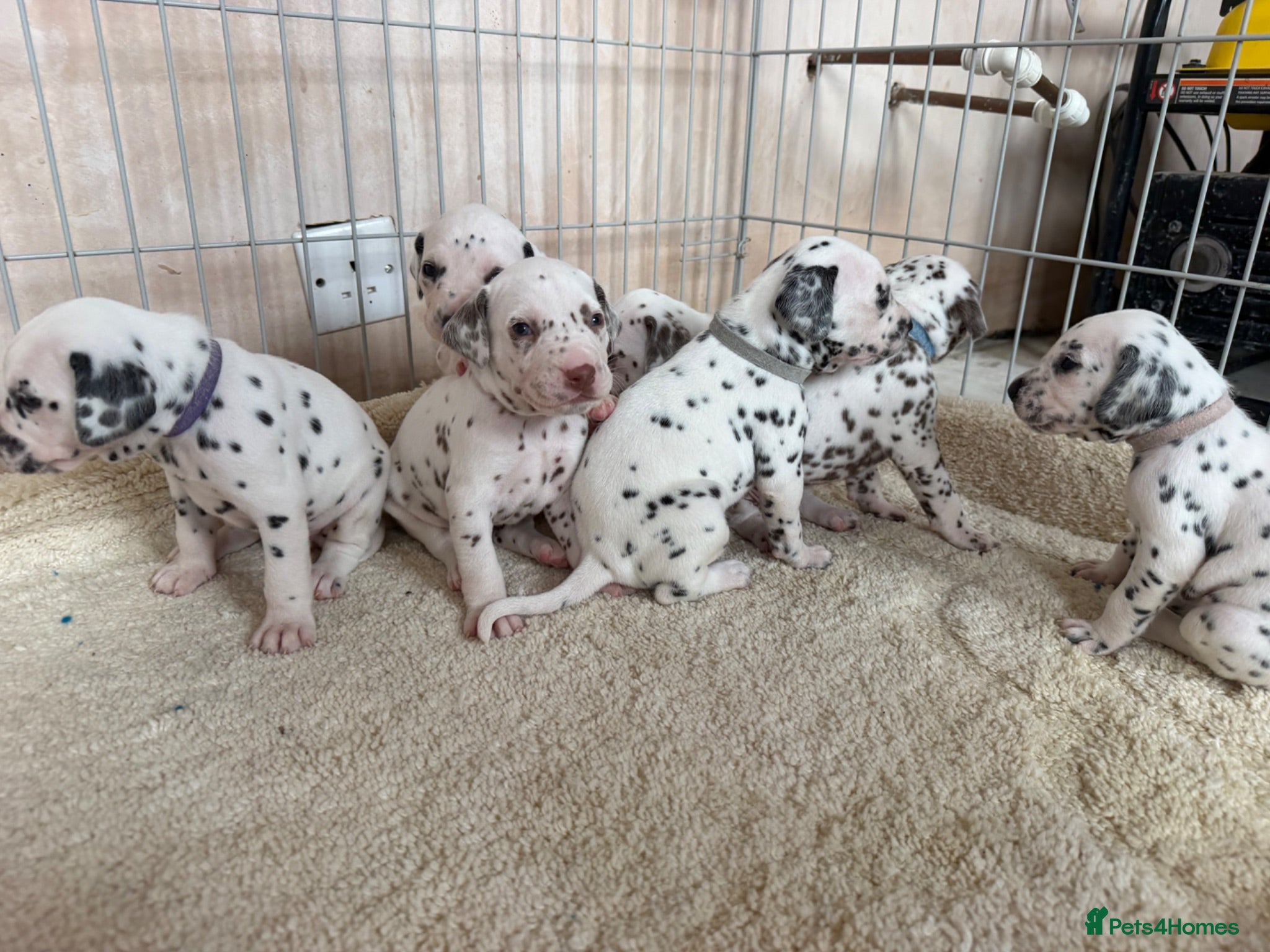 Dalmatian dogs 🐾🏆Dalmatian puppies🏆🐾 - Advert 1