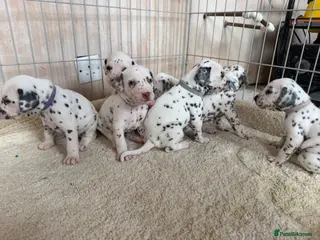 Dalmatian dogs 🐾🏆Dalmatian puppies🏆🐾 - Advert 1
